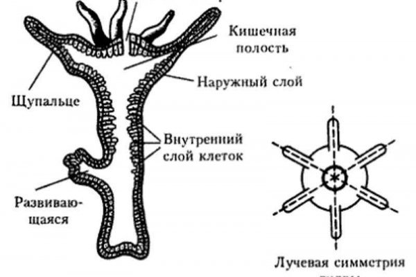 Кракен сайт 2krnk