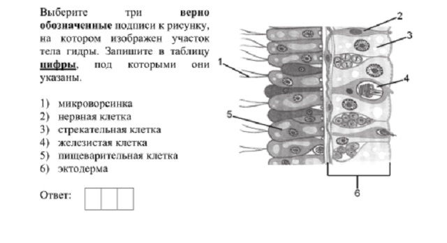 Актуальная ссылка на кракен kraken